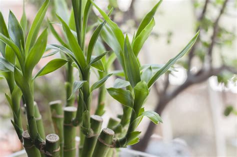 招財 植物|風水植物｜不只富貴竹！7款招財/招桃花植物推介+不 